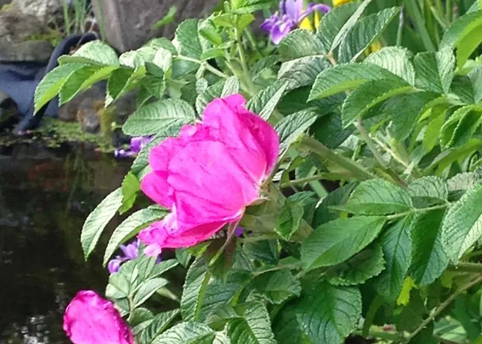 Διαμέρισμα Will