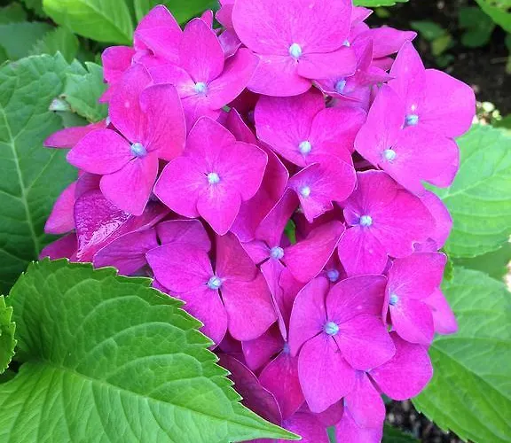 Διαμέρισμα Will